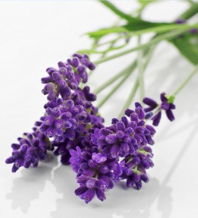 Hạt Giống Hoa Oải Hương ( Lavender)