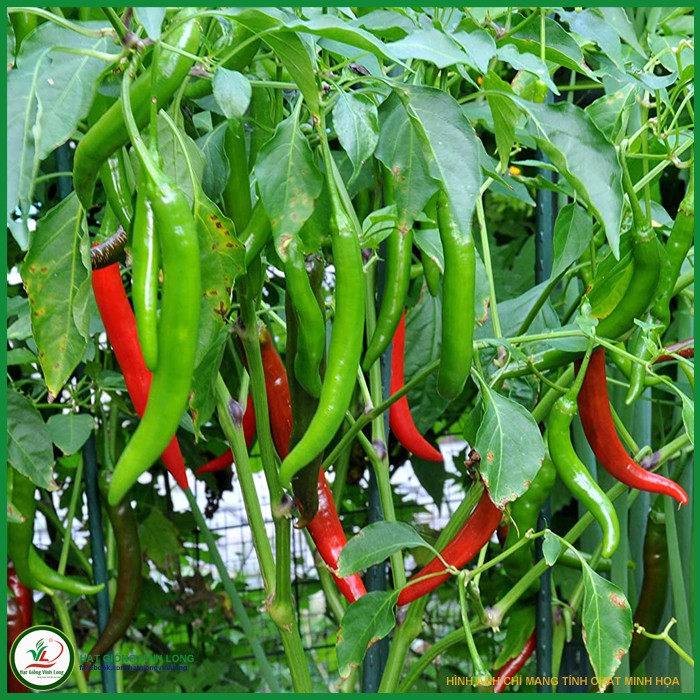 Hạt Giống Ớt Chỉ Địa Lai F1 KNS01