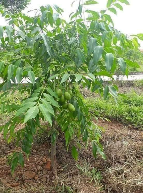 Hạt Giống Cây Cóc Thái