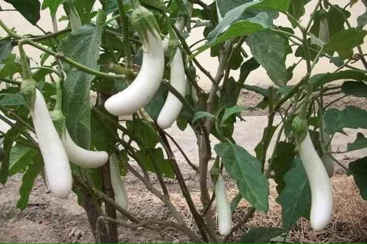 Hạt Giống Cà Trắng Lai Quả Dài F1