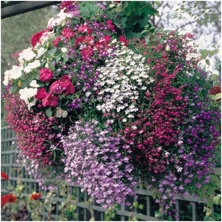 Hạt Giống Hoa Cúc Lobelia Nhiều Màu