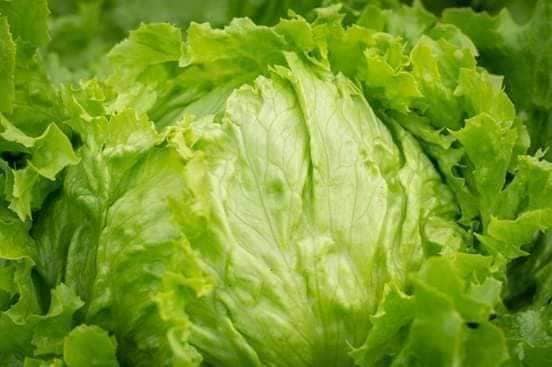 Hạt Giống Rau Xà Lách Cuộn Trắng - Gói 0.2gram
