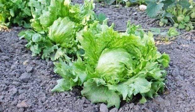Hạt Giống Rau Xà Lách Cuộn Trắng - Gói 0.2gram