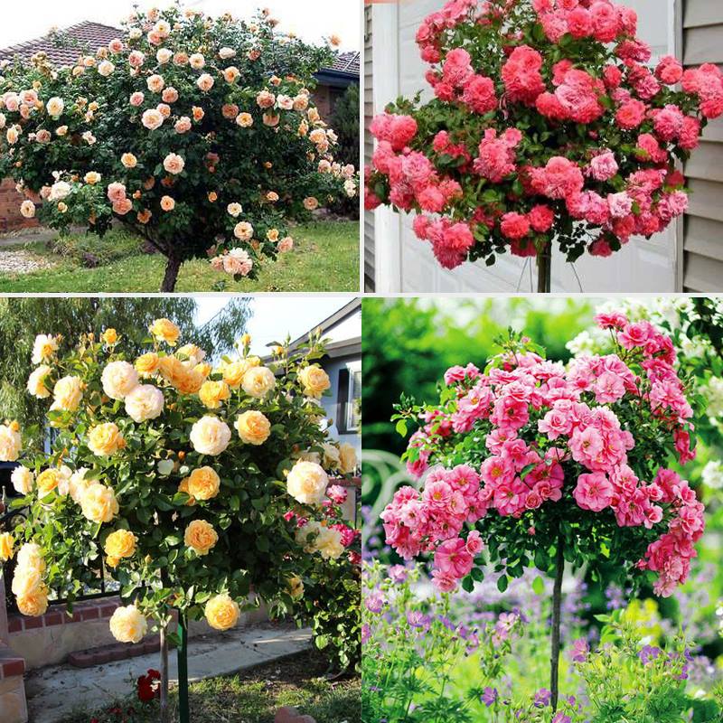 Hạt giống Hoa Hồng Thân Gỗ Tree Rose Mix Màu