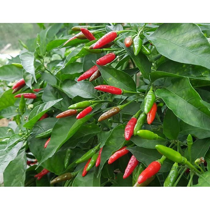 Hạt giống Ớt Xiêm Rừng - Ớt Thóc