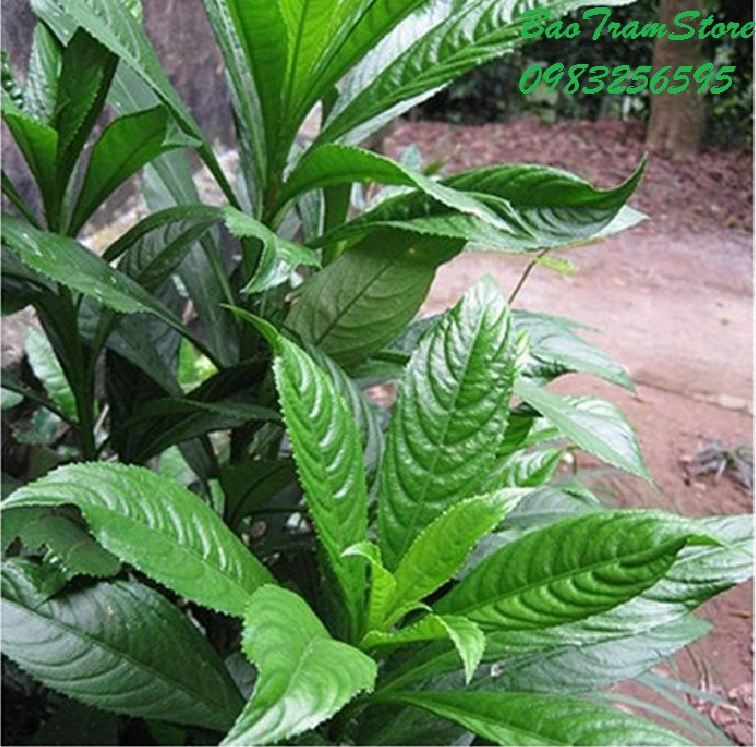 Hạt Giống Cây Xương Sông - 200 hạt