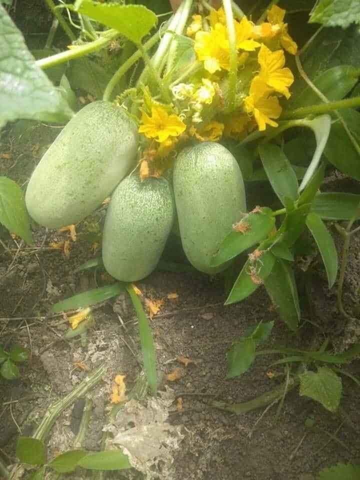 Hạt Giống Dưa Chuột Mèo