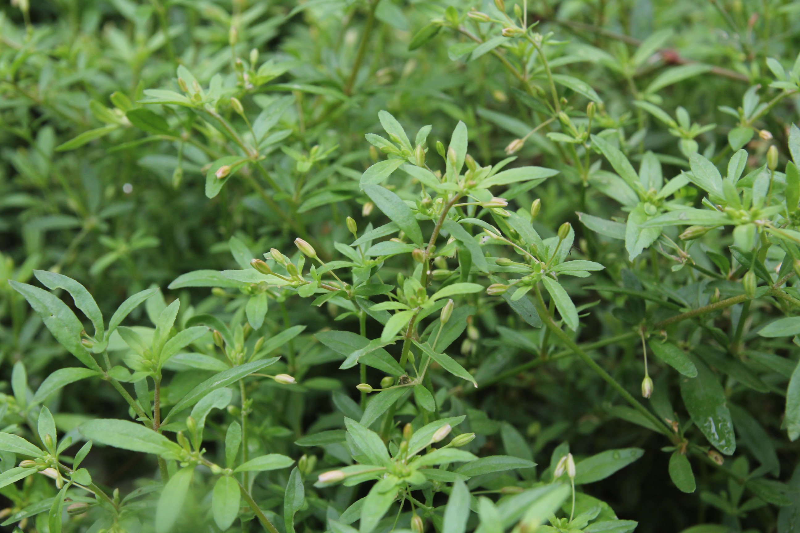Hạt Giống Rau Đắng Đất