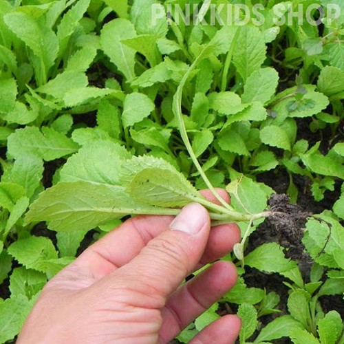 Hạt giống rau cải ăn non baby