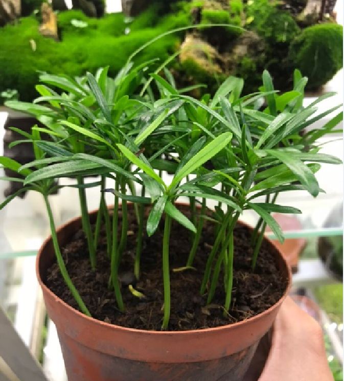 Hạt Giống Cây Tùng