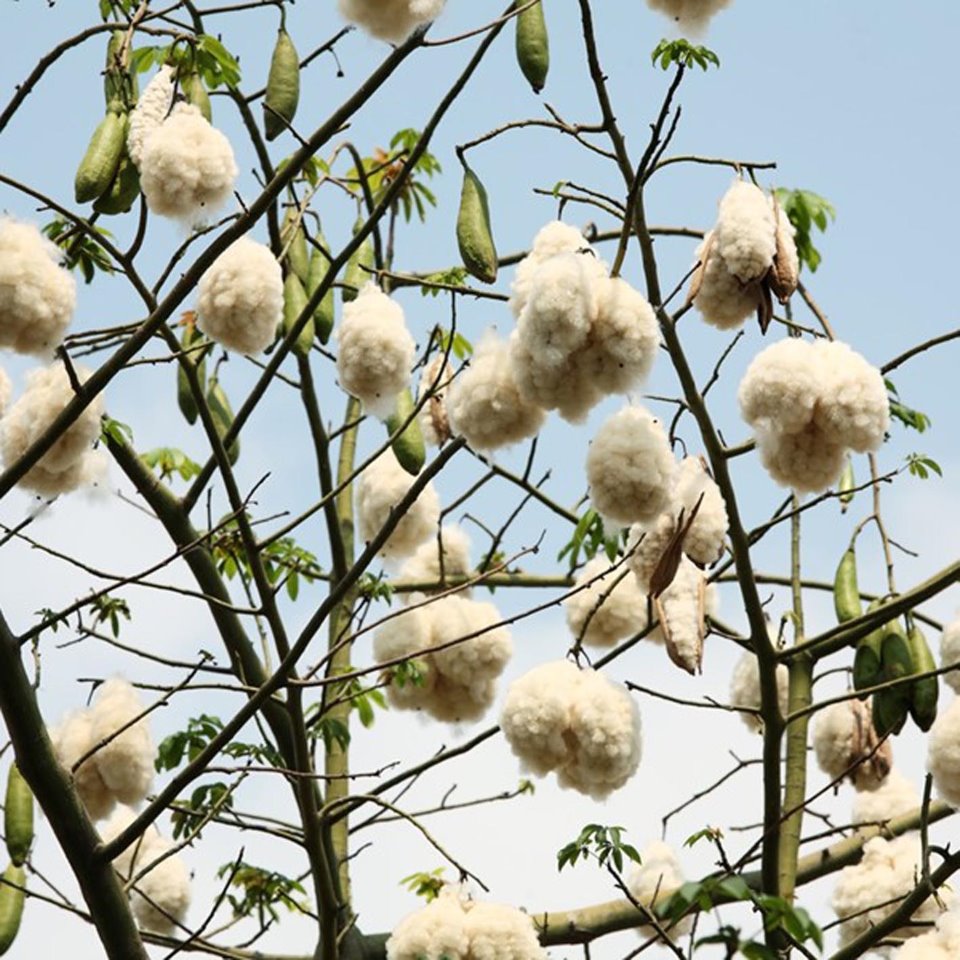 Hạt Giống Cây Bông Gòn