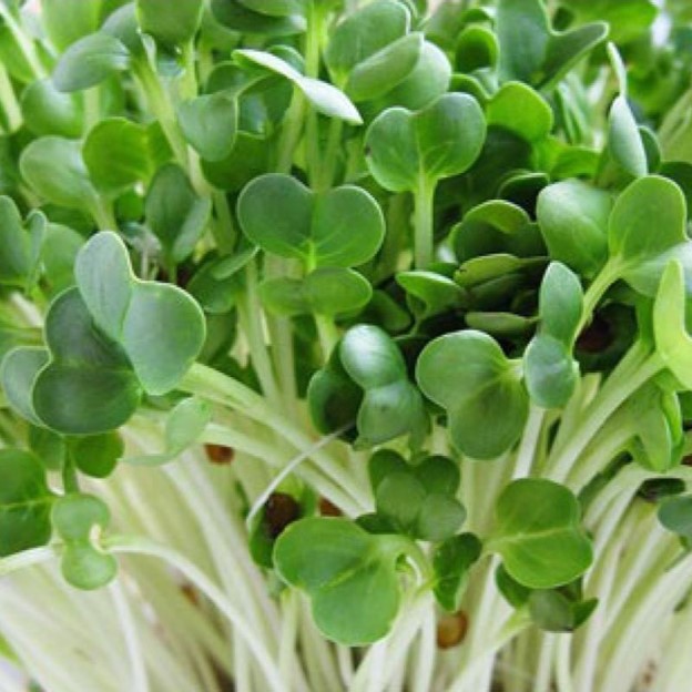 Hạt giống mầm cải ngọt (Tsoi Sim Sprouts) - Gói 20gram
