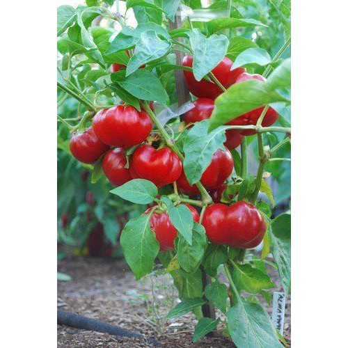 Hạt Giống Ớt Bí Ngô PUMPKIN F1