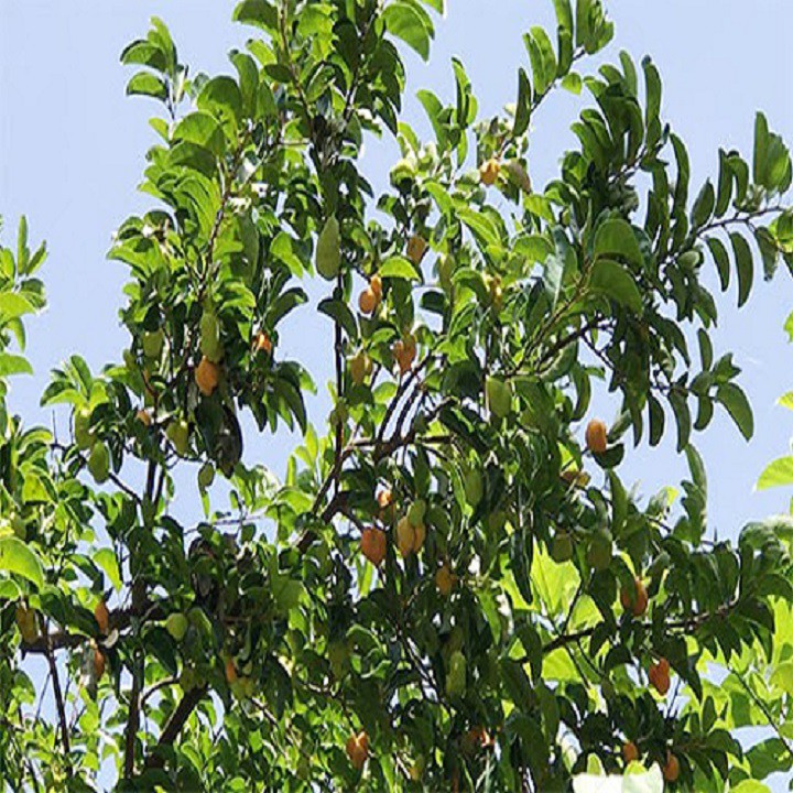 Hạt Giống Cây Chay