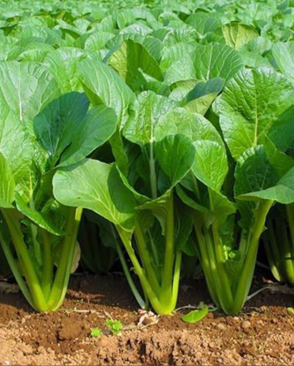 Hạt giống rau cải ngọt cao sản F1