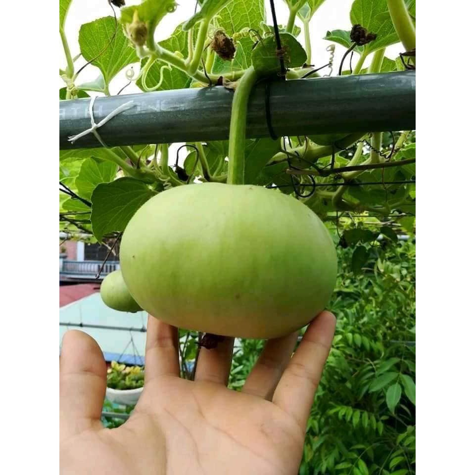 Hạt Giống Bầu Quả Tròn F1