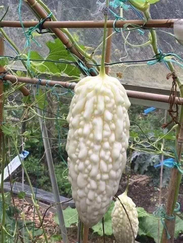 Hạt Giống Khổ Qua Bạch Tuyết F1