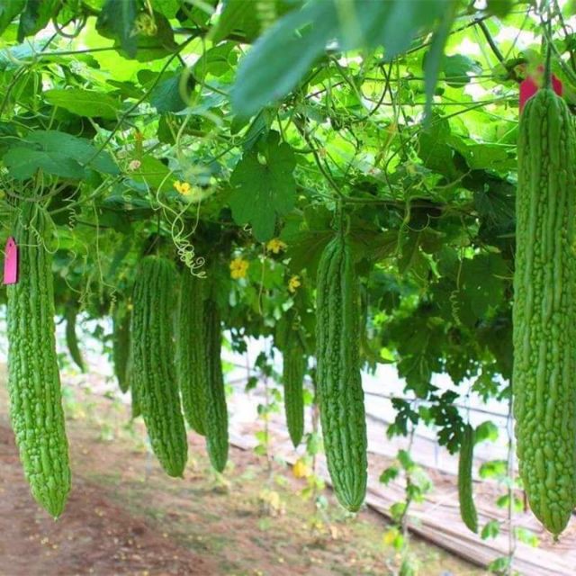 Hạt Giống Khổ Qua Khổng Lồ