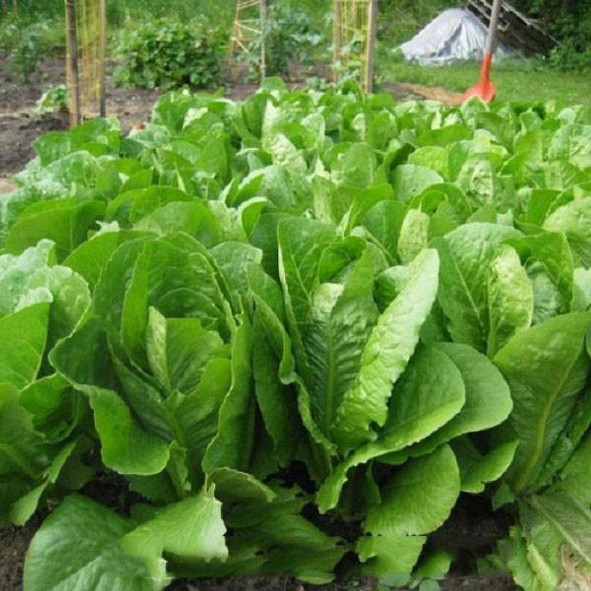 Hạt Giống Xà Lách ROMAINE Xanh - Gói 0.2gram