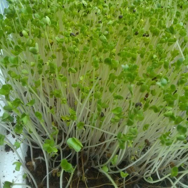 Hạt giống mầm cải thìa (pak choy sprouts) - Gói 20gram