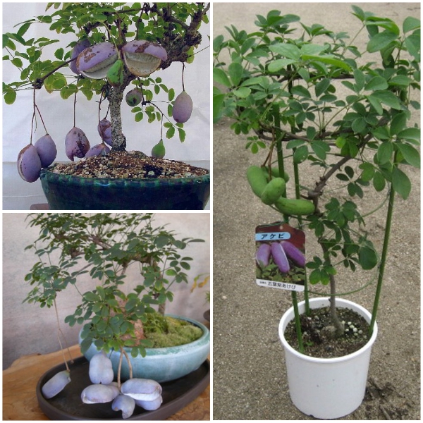 Hạt Giống Quả Holboellia latifolia Wall (Dưa Quả Tháng Tám)