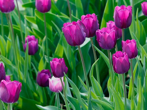 Bộ 5 củ giống hoa tulip màu tím