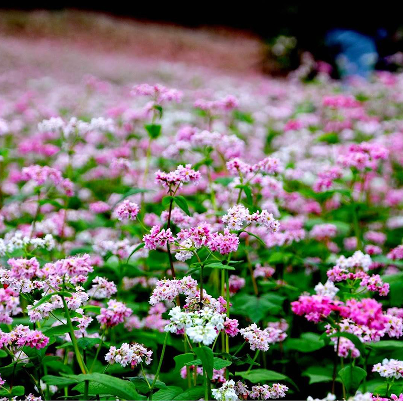 Hạt Giống Hoa Tam Giác Mạch