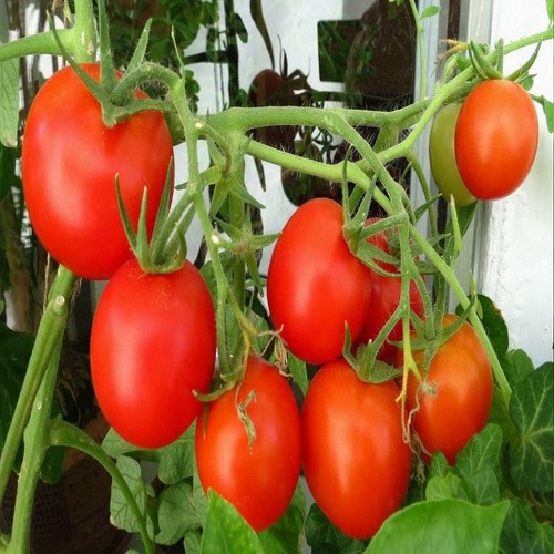 Hạt Giống Cà Chua Chịu Nhiệt F1