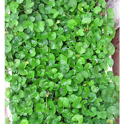 Hạt Giống Rau Má Lá Nhỏ