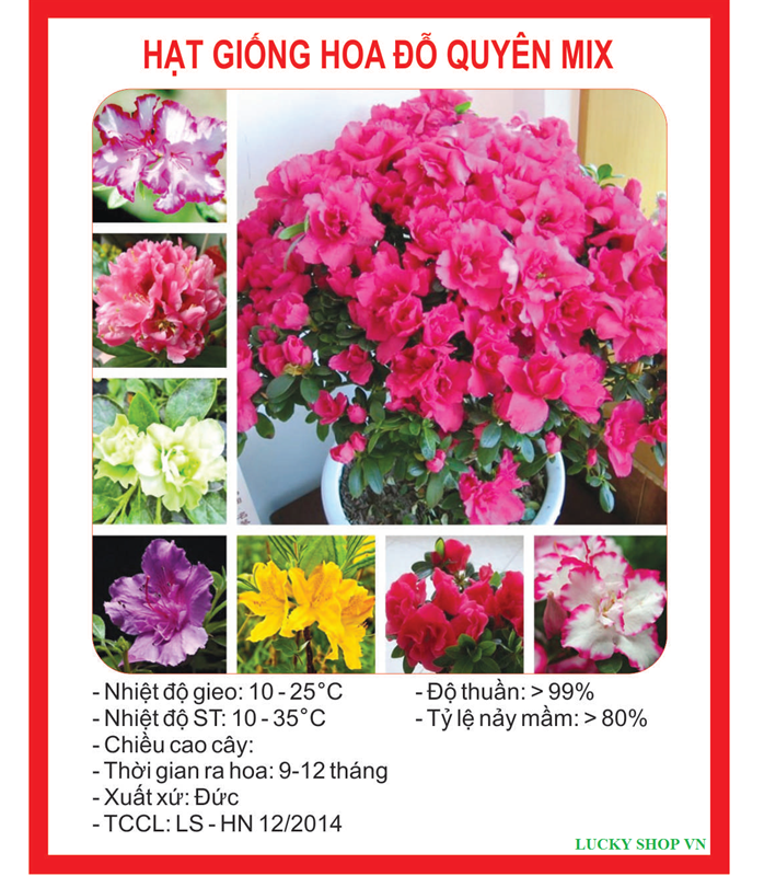 Hạt giống hoa đỗ quyên Mix nhiều màu  - Gói 30 hạt