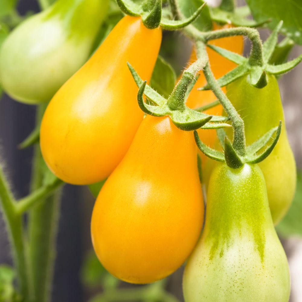 Hạt Giống Cà Chua Bi Trái Lê Vàng