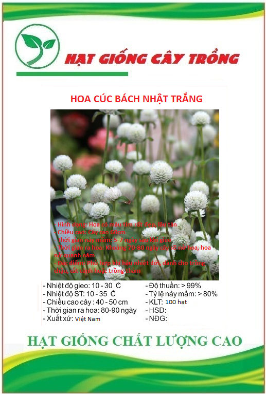 Hạt Giống Hoa Cúc Bách Nhật Trắng