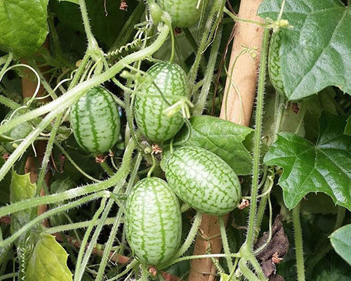 Hạt Giống Dưa Hấu Tí Hon