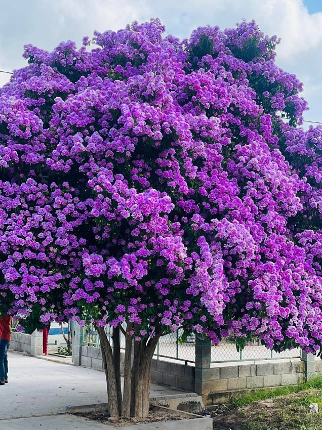 Hạt Giống Hoa Bằng Lăng Tím