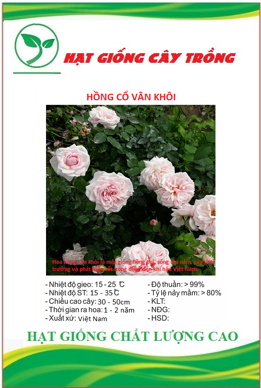 Hạt giống hoa hồng cổ vân khôi