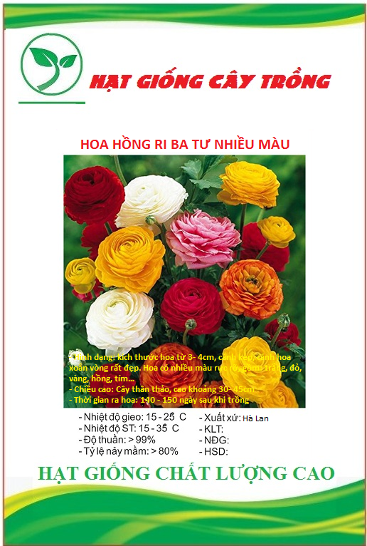 Hạt Giống Hoa Hồng Ri Ba Tư Nhiều Màu