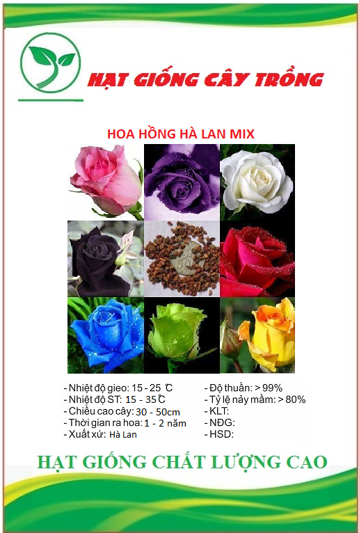 Hạt giống hoa hồng hà lan nhiều màu