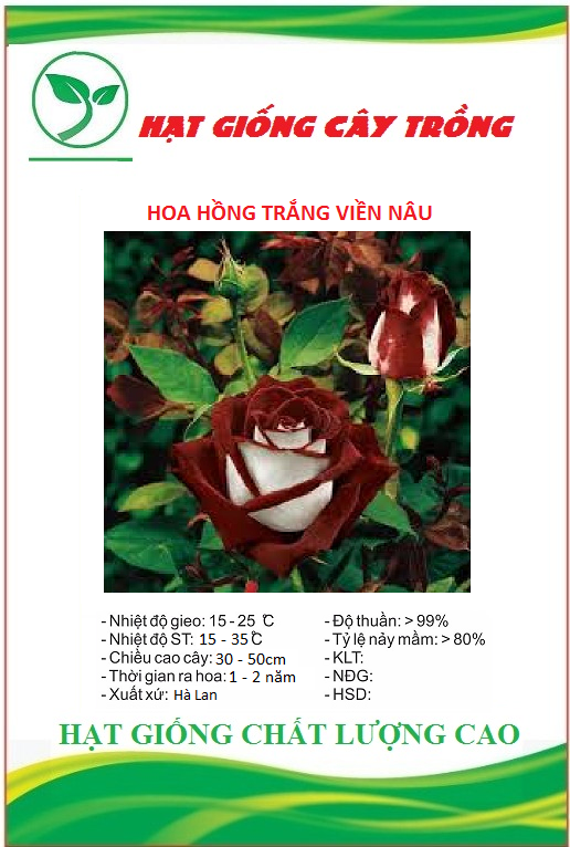 Hạt Giống Hoa Hồng Trắng Viền Nâu