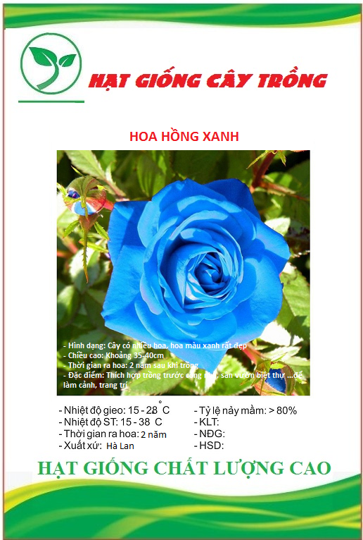 Hạt Giống Hoa Hồng Xanh Dương
