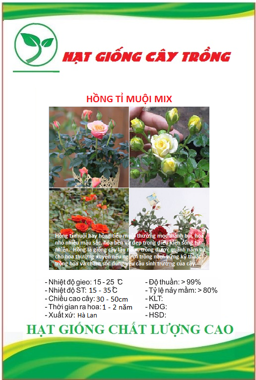 Hạt Giống Hoa Hồng Tỉ Muội Mix Màu