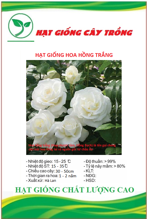 Hạt giống hoa hồng trắng ( bạch hồng ) - Gói 20 hạt