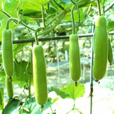 Hạt Giống Bầu Lai Xanh F1