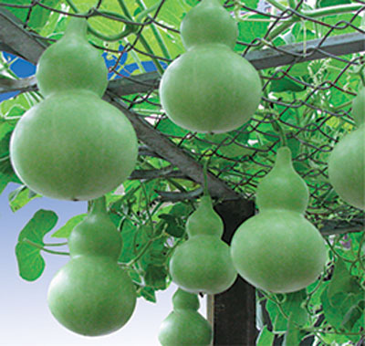 Hạt Giống Bầu Hồ Lô Cao Sản