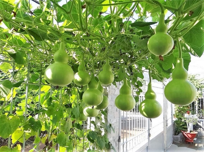 Hạt Giống Bầu Hồ Lô Cao Sản