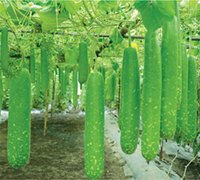 Hạt Giống Bầu Sao Trái Dài F1