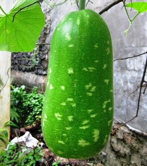 Hạt Giống Bầu Sao Trái Ngắn F1