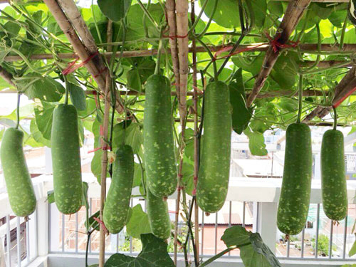 Hạt Giống Bầu Sao Trái Ngắn F1