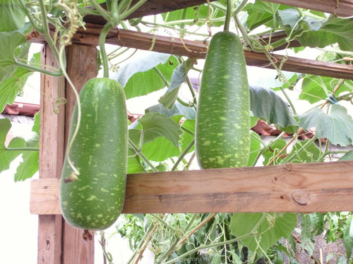 Hạt Giống Bầu Sao Trái Ngắn F1