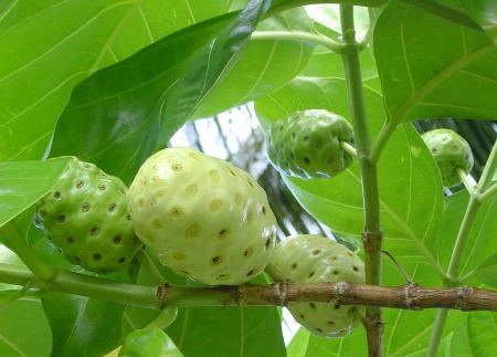 Hạt Giống Cây Nhàu
