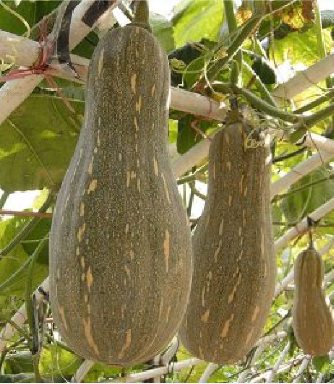 Hạt Giống Bí Đỏ Trái Dài - Bí Rợ, Bí Sáp